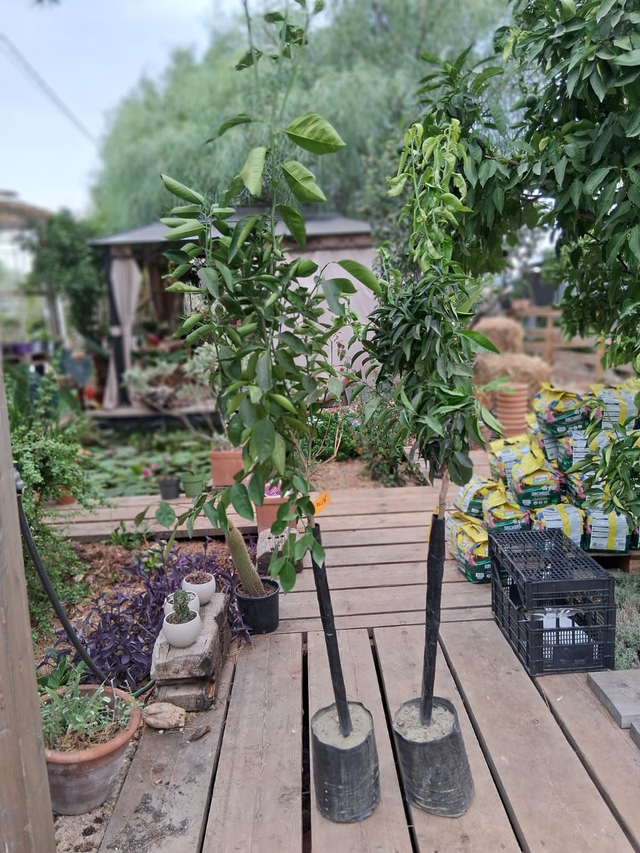 N17 . Mandarino clementino