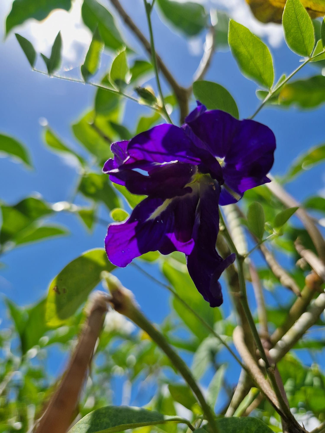 Clitoria bio - 20g