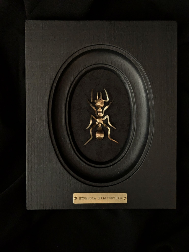 Myrmecia Piliventris