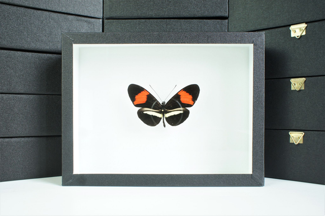 Heliconius melpomene