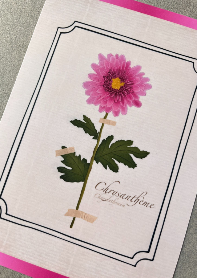 Affiche 11. Le Chrysanthème (novembre)