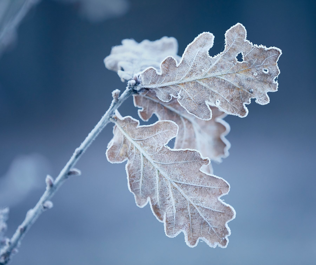 Frosty Leaf