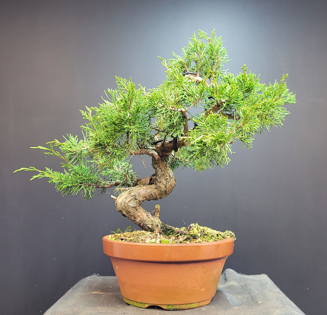(150) juniperus itoigawa