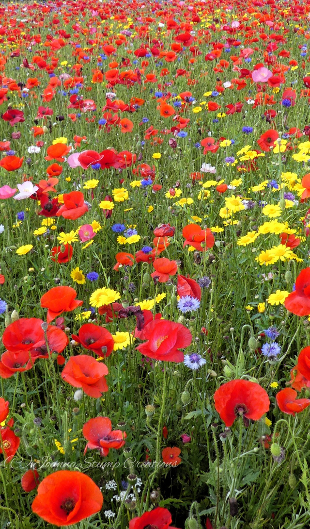 Photographic Open Edition Canvas Panel Print from my "Poppies" collection, "Poppy Galore"