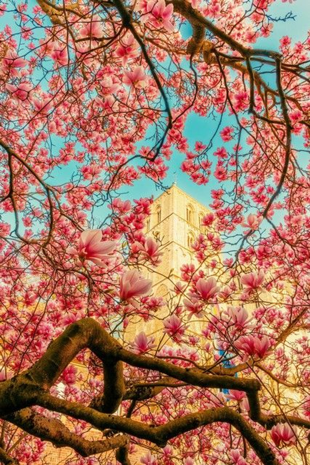 Magnolienblüten vor dem Dom