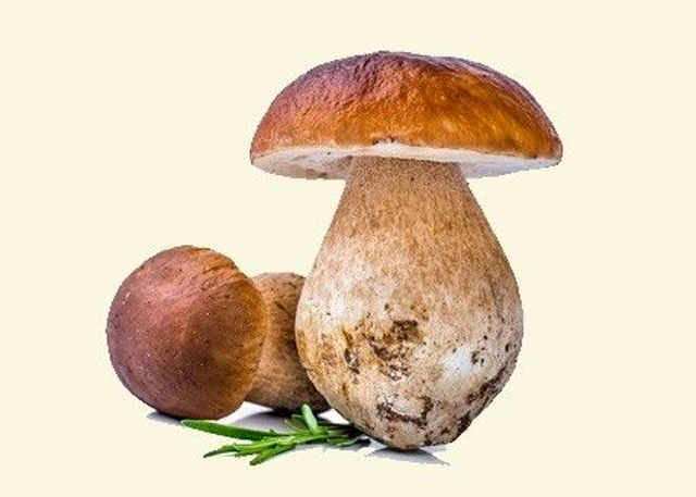 Cèpes déshydratés 