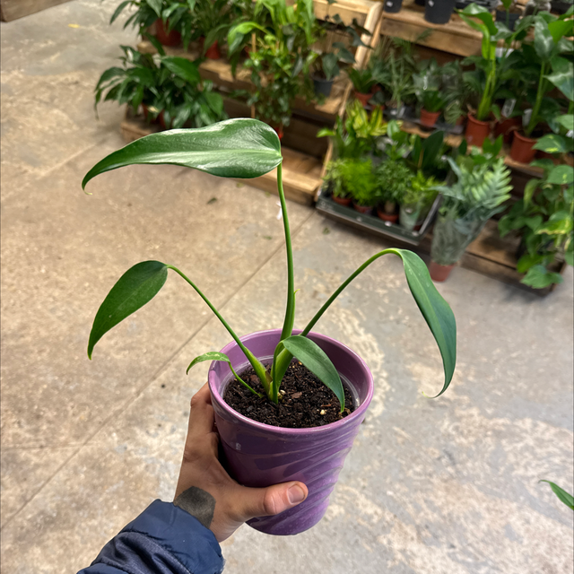 Monstera Burl Marcx Flame (Dilacerata)