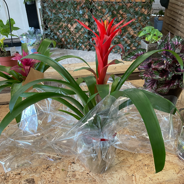 Bromelia avec pot 