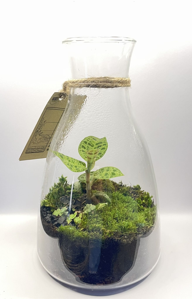 Biosphère Bioactive "Orchinée Macodes Petola"