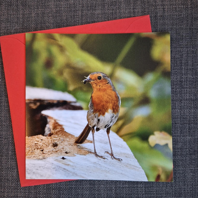 Robin greeting card with envelope  - edition 2