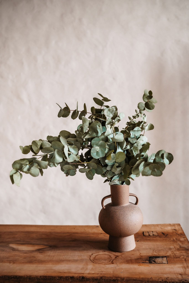 Szárított eukaliptusz csokor