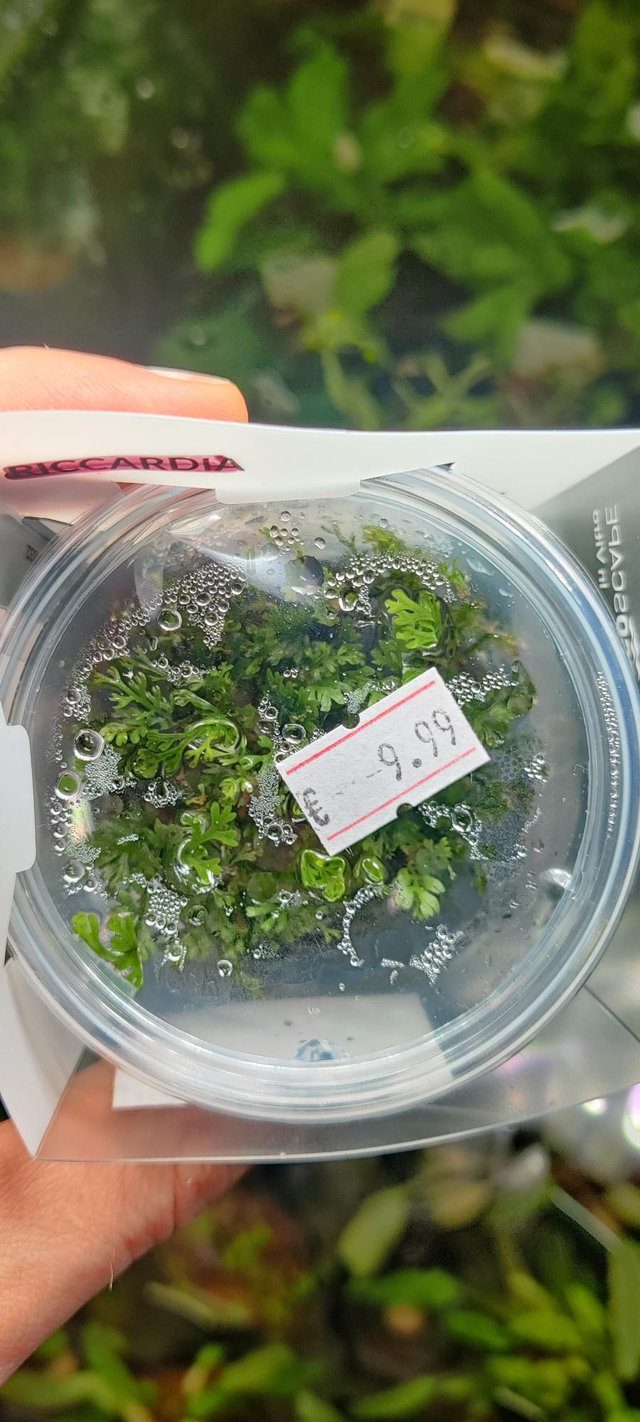 Bolbitis heteroclita difformis 8712001017032