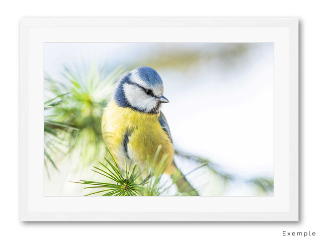 Ciao Bella - mésange bleue dans les sapins