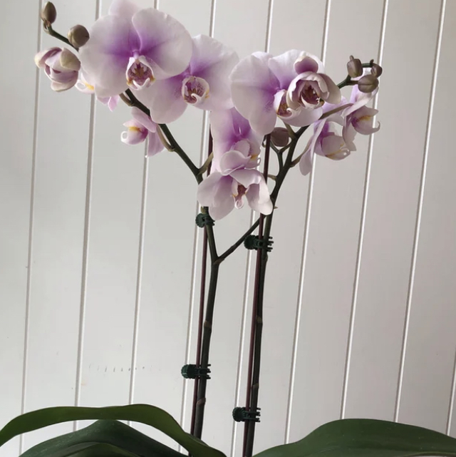 Orchidée + cache pot 