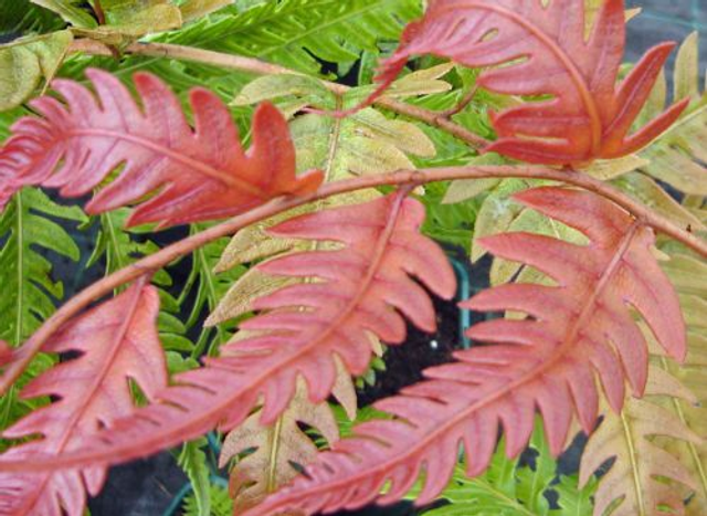 Woodwardia unigemmata P9