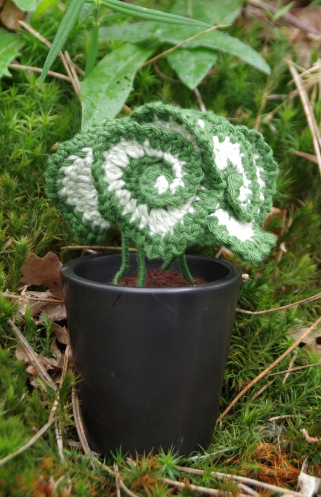 Plante Begonia escargot