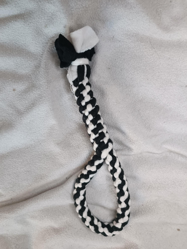 Tug petit chien poigné 