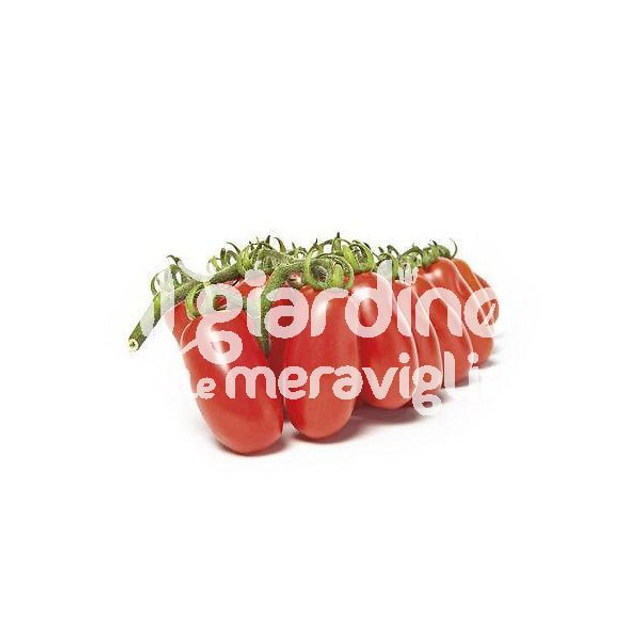 O23 . Pomodoro Datterino innestato in vaso 14