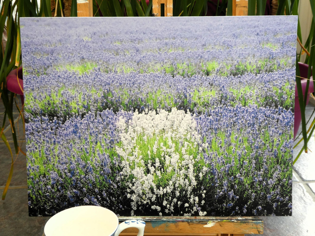 Photographic Open Edition Canvas Panel Print, from my "Lavender" collection, "White Haze"