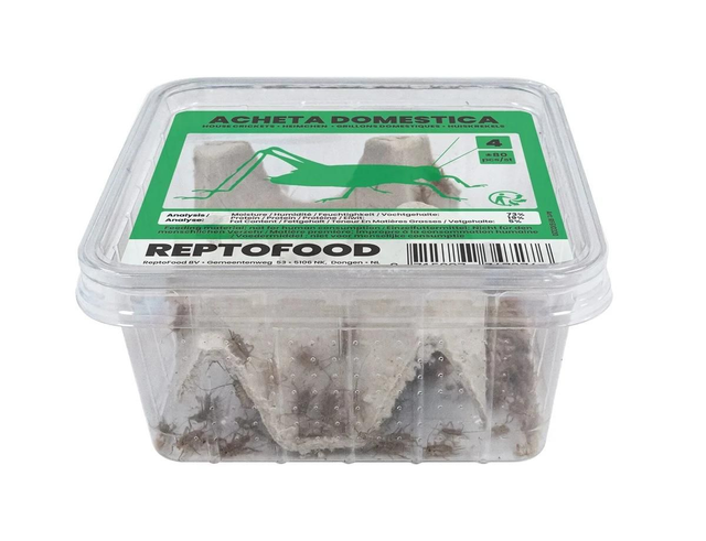 Repto house crickets 4