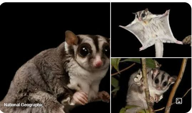 Sugar glider