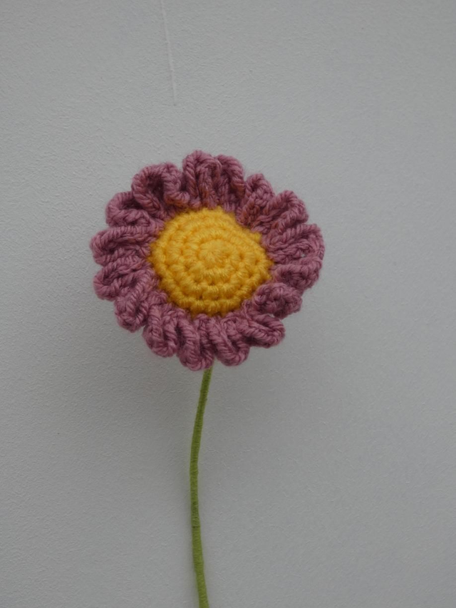 Marguerite vieux rose foncé 