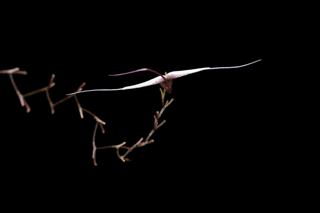 Positive Outcome Essence