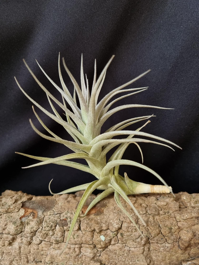 Tillandsia bergeri Grisea