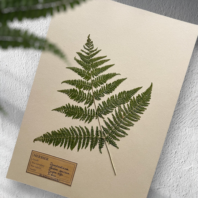 Herbier A4 vintage affiche botanique fougère aigle 