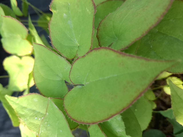Epimedium x rubrum 