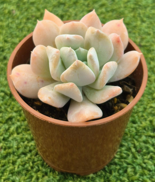 Pachyveria 'Apricot Ice' 