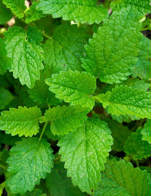 Mélisse officinale (Melissa officinalis )