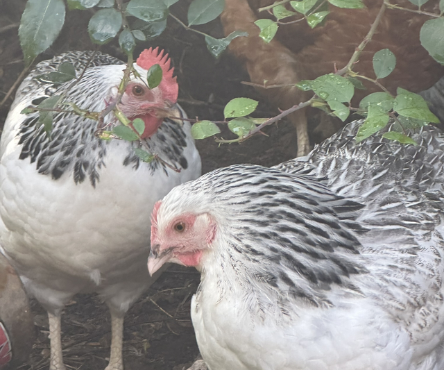 Light Sussex Hen | Available NOW