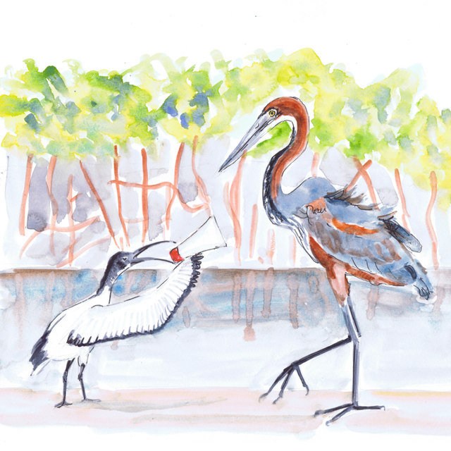 Sacred Ibis & Goliath Heron - Original illustration