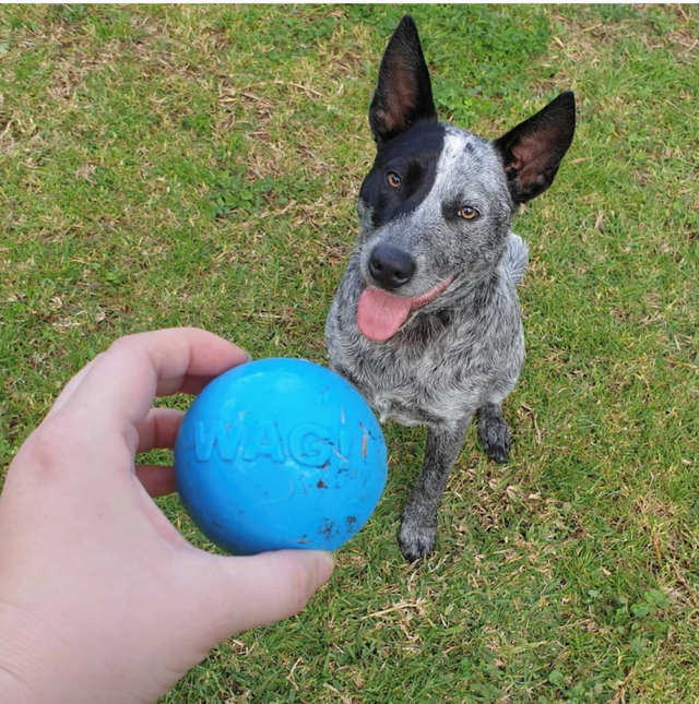 Jouet à mâcher et à récupérer en caoutchouc synthétique durable Wag Ball.