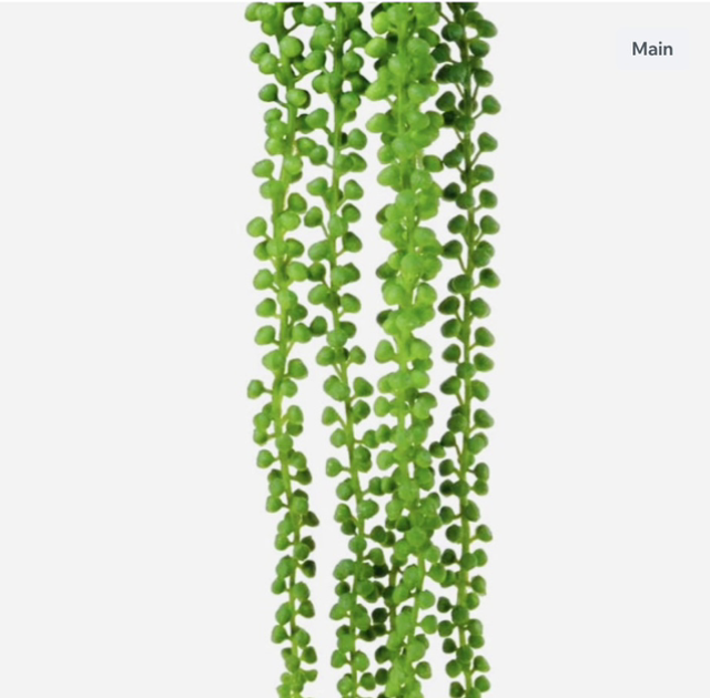 Trailing String Of Pearls