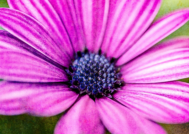 Osteospermum