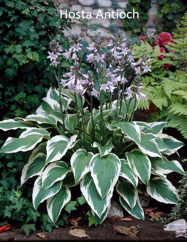 Hosta Fortunei (2L Pot)