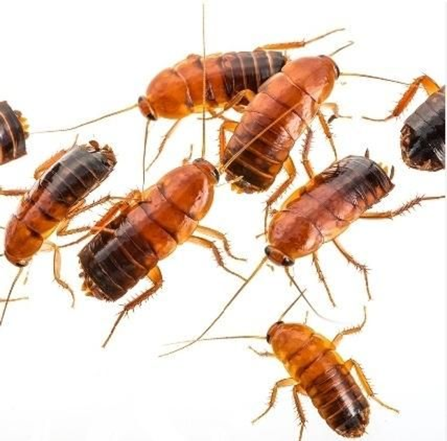 Blatte Lateralis vaschetta 