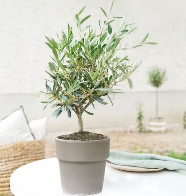 Plante - l&#039;Olivier