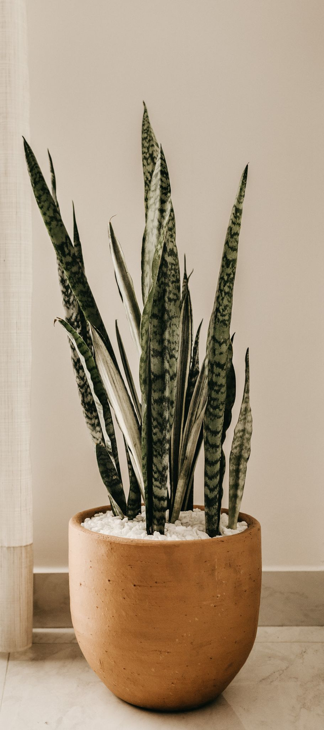 Sansevieria  Bogenhanf