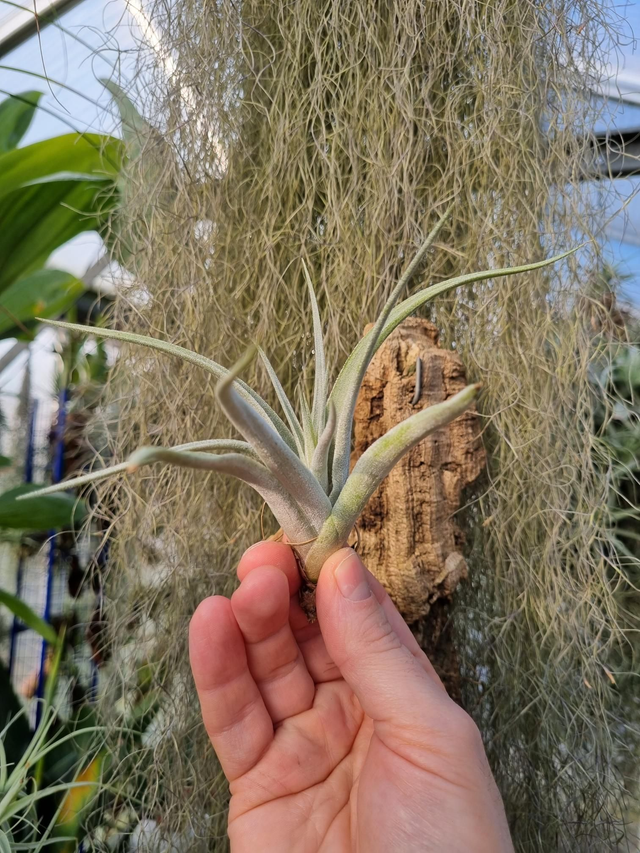 Tillandsia fresnilloensis
