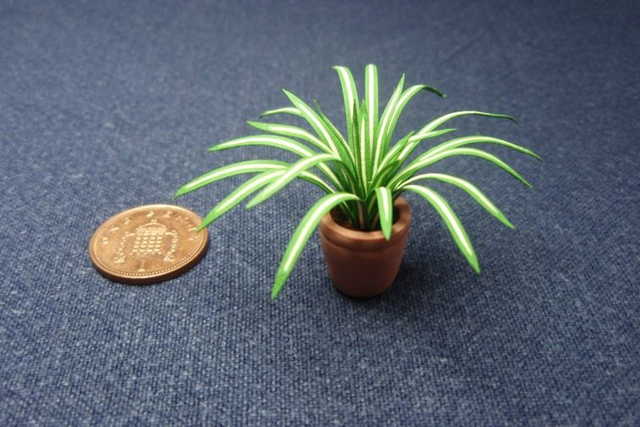 Spider Plant