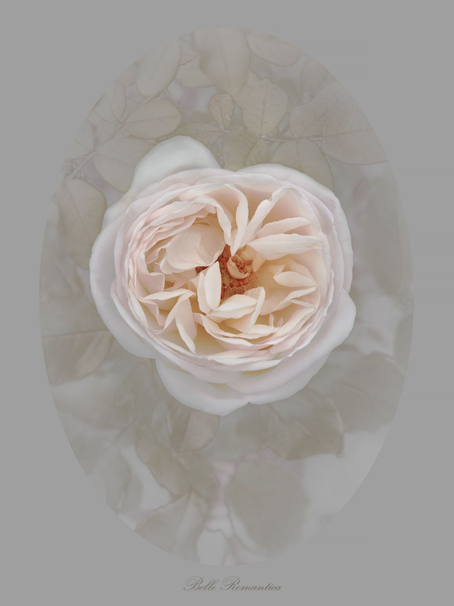 Rose Belle Romantica