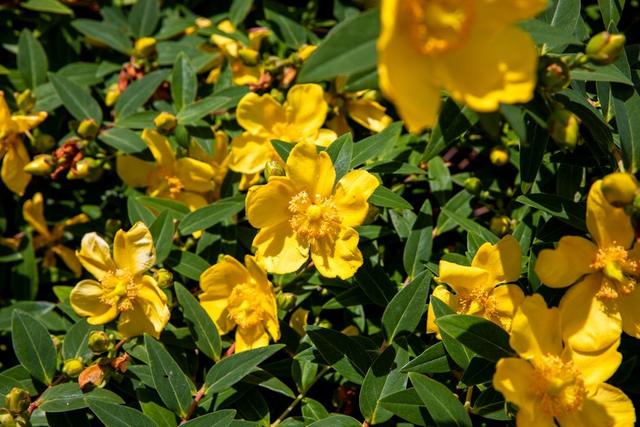 Macérât alcoolisé de Chélidoine
