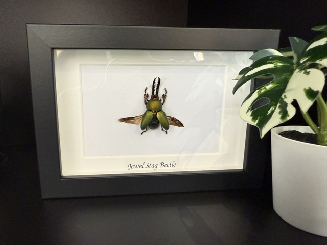Jewel Stag Beetle