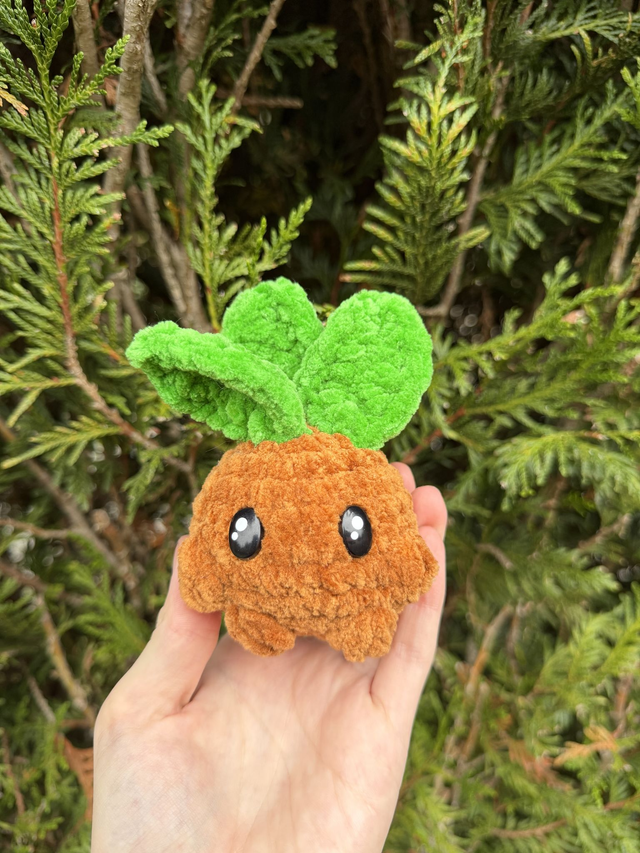 Mandragore - Mini🪴