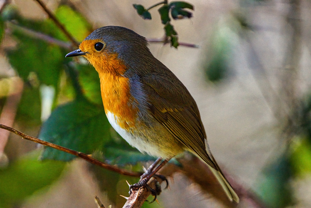 Rouge gorge
