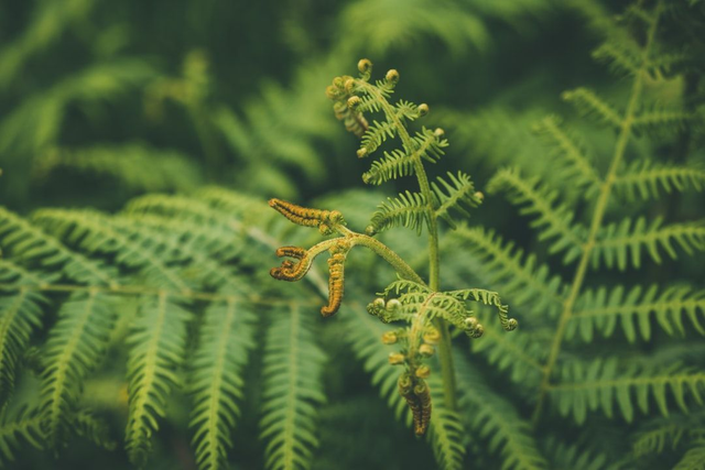 Pteridium aquilinum- Bracken 9cm