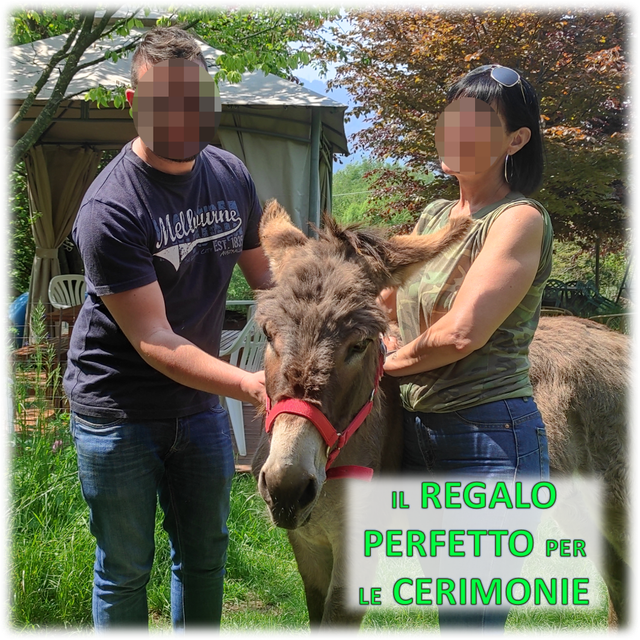 Coccole Luxury - Adotta un asinello